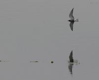 Black Tern (Chlidonias niger)