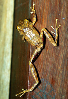 : Pristimantis cerasinus