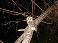 : Aegolius acadicus; Northern Saw-whet Owl