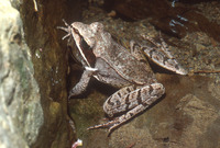: Rana sylvatica; Wood Frog