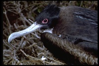 : Fregata minor; Great Frigatebird