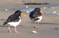 : Haematopus ostralegus; Oystercatcher