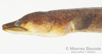 : Anguilla megastoma