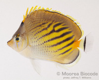 : Chaetodon pelewensis
