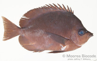 : Hemitaurichthys thompsoni