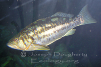 : Paralabrax clathratus; Kelp Bass