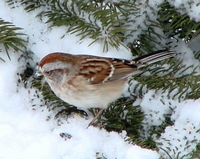 : Spizella arborea; Tree Sparrow