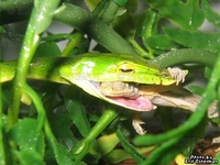 : Ahaetulla nasuta; Long-nosed Whipsnake