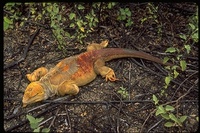 : Conolophus subcristatus; Galapagos Land Iguana