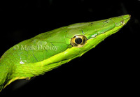 : Oxybelis fulgidus; Green Vine Snake
