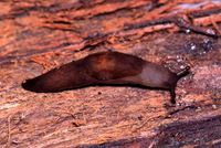 : Deroceras laeve; Marsh Fieldslug