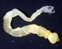 : Ptychodera
