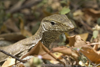 Varanus bengalensis   Indian Land Monitor photo