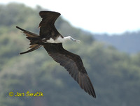 Photo of fregatka vznešená, Fregata magnificens, Magnificent Frigatebird, Fragata Comun