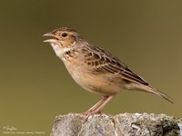 Singing Bushlark Scientific name - Mirafra javanica philippinensis (endemic race)