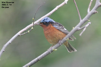 꼬까직박구리 White-throated Rockthrush