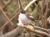 European Pied Flycatcher. E of Tsagaan nuur, 29 May.