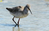 Fig. 11. Sptted Redshank : 학도요