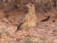 Dupont's Lark
