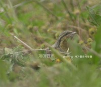 개미잡이의 출현 Eurasian Wryneck