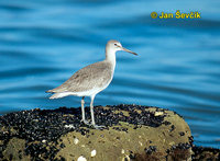 ...Photo of vodouš břehoušovitý, Catoptrophorus semipalmatus, Willet, Playero Pihuihui, Schlammtret