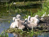 Knopsvane (Cygnus olor) Foto/billede af