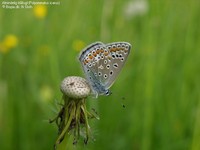 Almindelig blåfugl (Polyommatus icarus) Foto/billede af