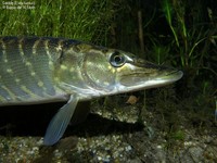 Gedde (Esox lucius) Foto/billede af