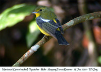 Green-backed Flycatcher - Ficedula narcissina elisae