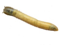 Sabellida