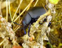 Timarcha tenebricosa moravica