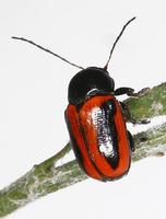 Cryptocephalus bipunctatus var. sanguinolentus