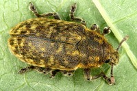 Rhinocyllus conicus