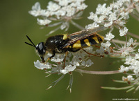 Stratiomys chamaeleon