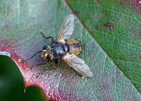 Tachina fera
