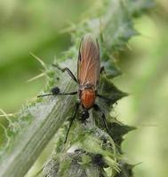 Bibio hortulanus