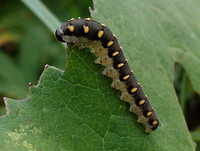 Tenthredo mandibularis