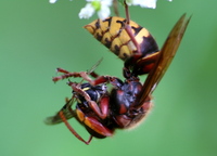 Vespa crabro - European Hornet