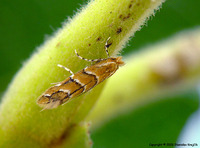 Cameraria ohridella - Horse-chestnut Leafminer