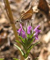 Thymelicus sylvestris syriaca