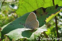 Cupido decoloratus - Eastern Short-tailed Blue