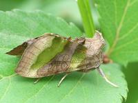 Diachrysia chrysitis - Burnished Brass