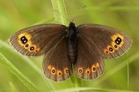 Erebia medusa - Woodland Ringlet