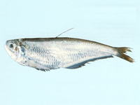Papuengraulis micropinna, Littlefin anchovy: