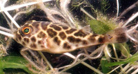 Sphoeroides testudineus, Checkered puffer: