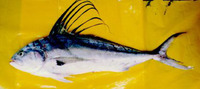 Nematistius pectoralis, Roosterfish: fisheries, gamefish