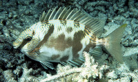 Siganus doliatus, Barred spinefoot: fisheries