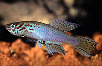 Fundulopanchax filamentosus, Plumed lyretail: aquarium