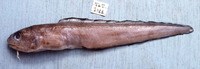 Ophidion muraenolepis, :