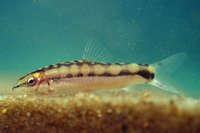 Yasuhikotakia sidthimunki, Dwarf botia: aquarium